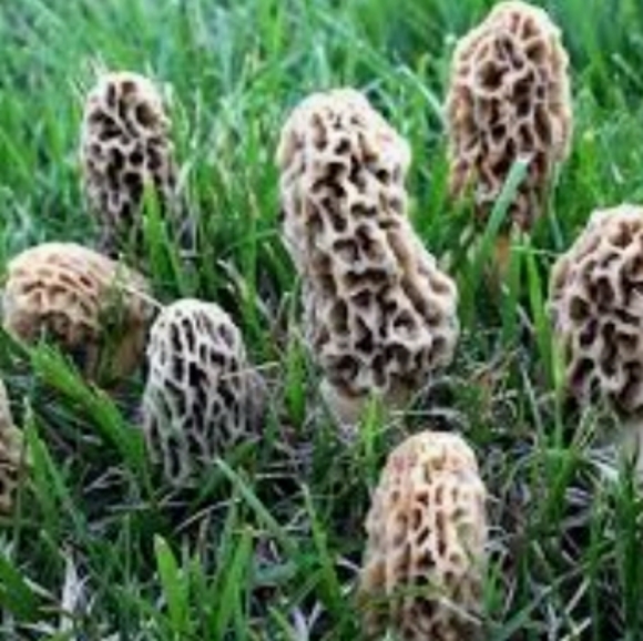 🍄 Grow Kit- MOREL Mushroom- Guaranteed! - Picture 5 of 10